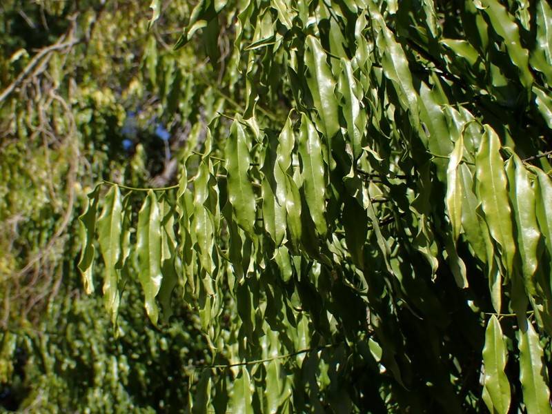 Olax lanceolata photo 3