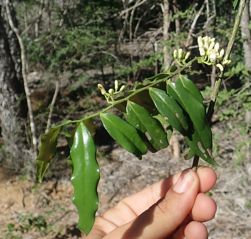 Olax lanceolata photo 4