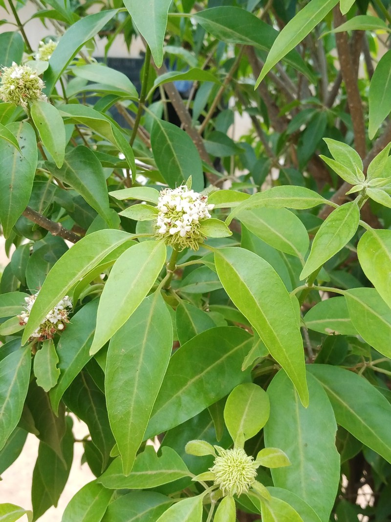 Olax lanceolata