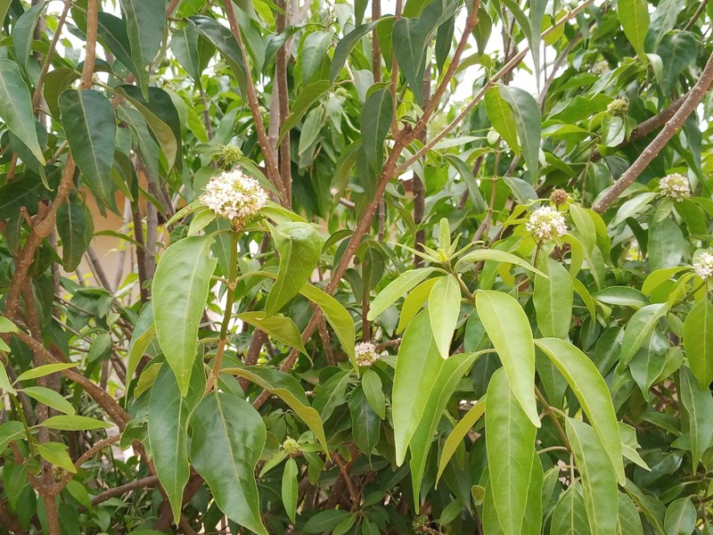 Olax lanceolata photo 5