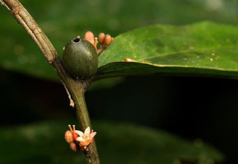 Olax latifolia