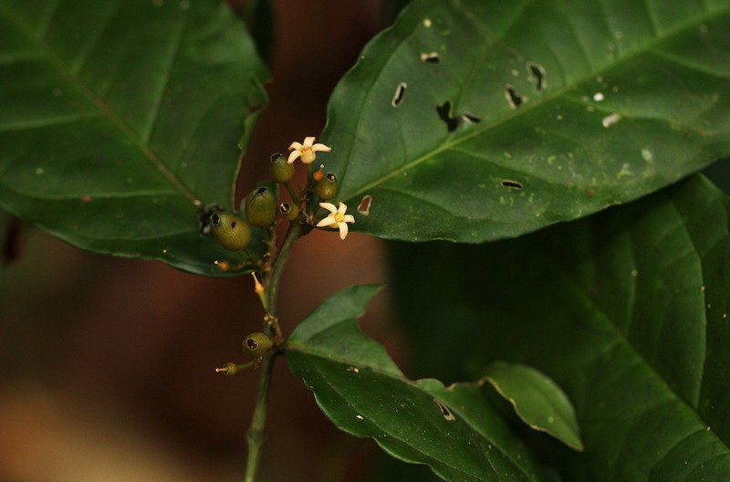 Olax latifolia photo 2