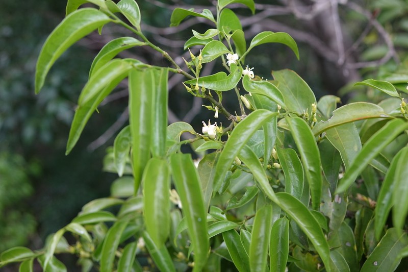 Olax madagascariensis