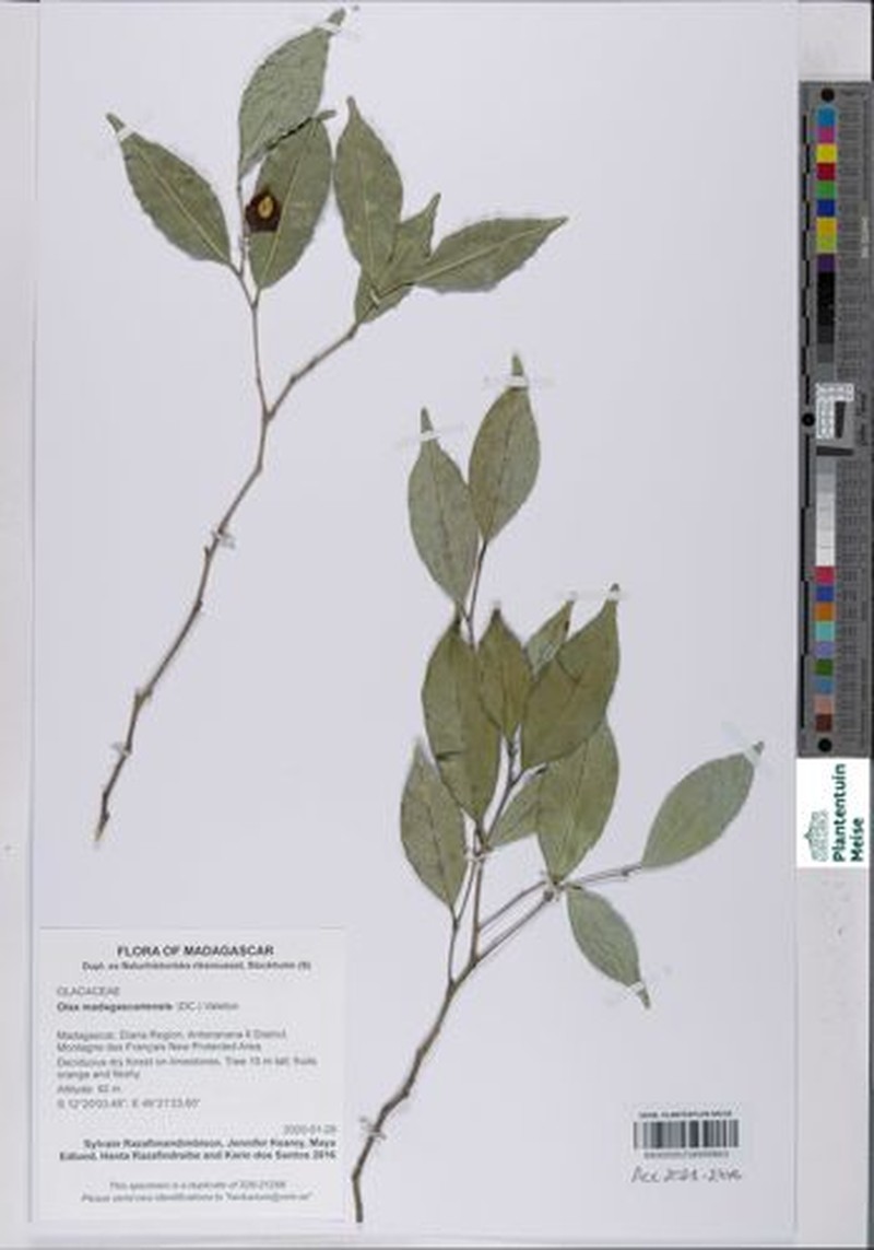 Olax madagascariensis photo 2