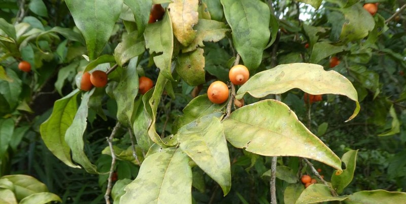 Olax mannii photo 2