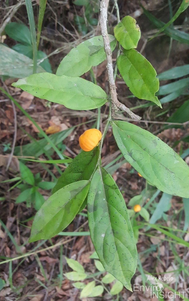 Olax mannii photo 3