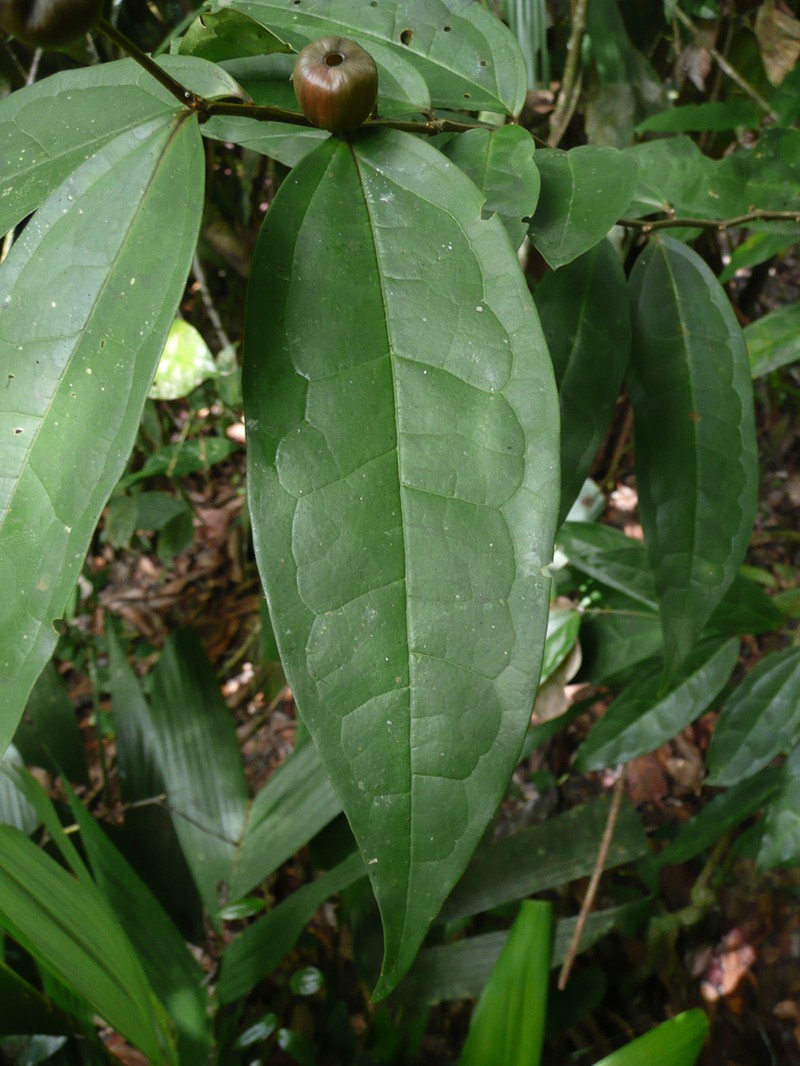 Olax mannii photo 4
