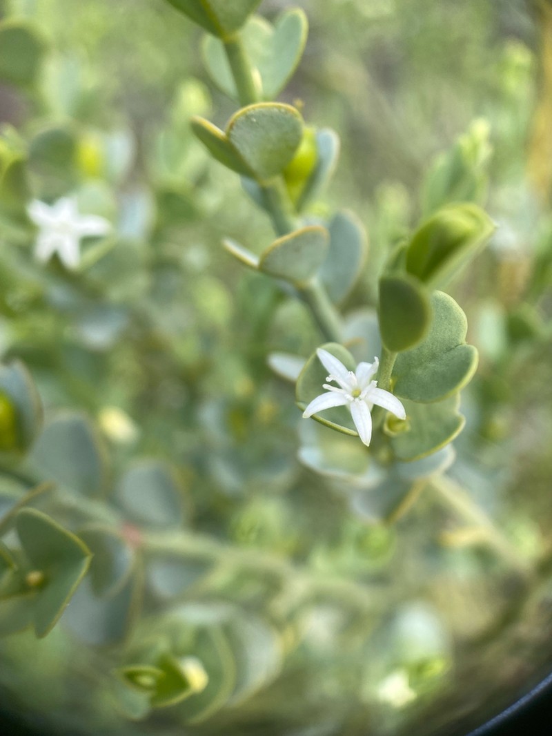 Olax obcordata