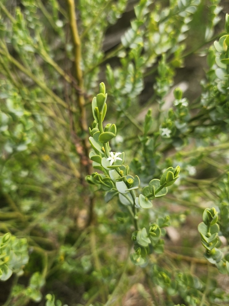 Olax obcordata photo 2