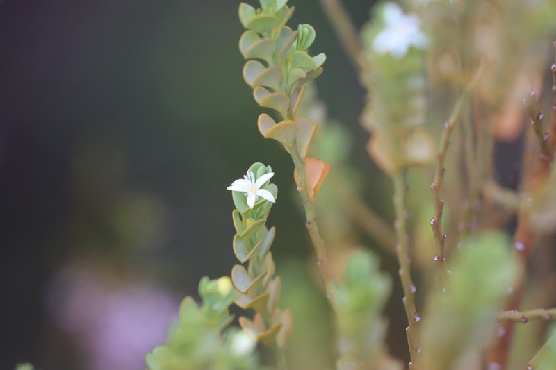 Olax obcordata photo 3