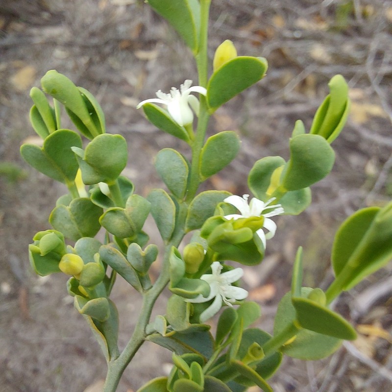 Olax obcordata photo 4