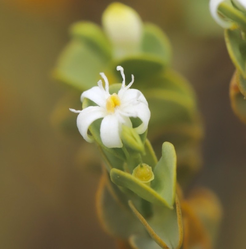 Olax obcordata photo 5