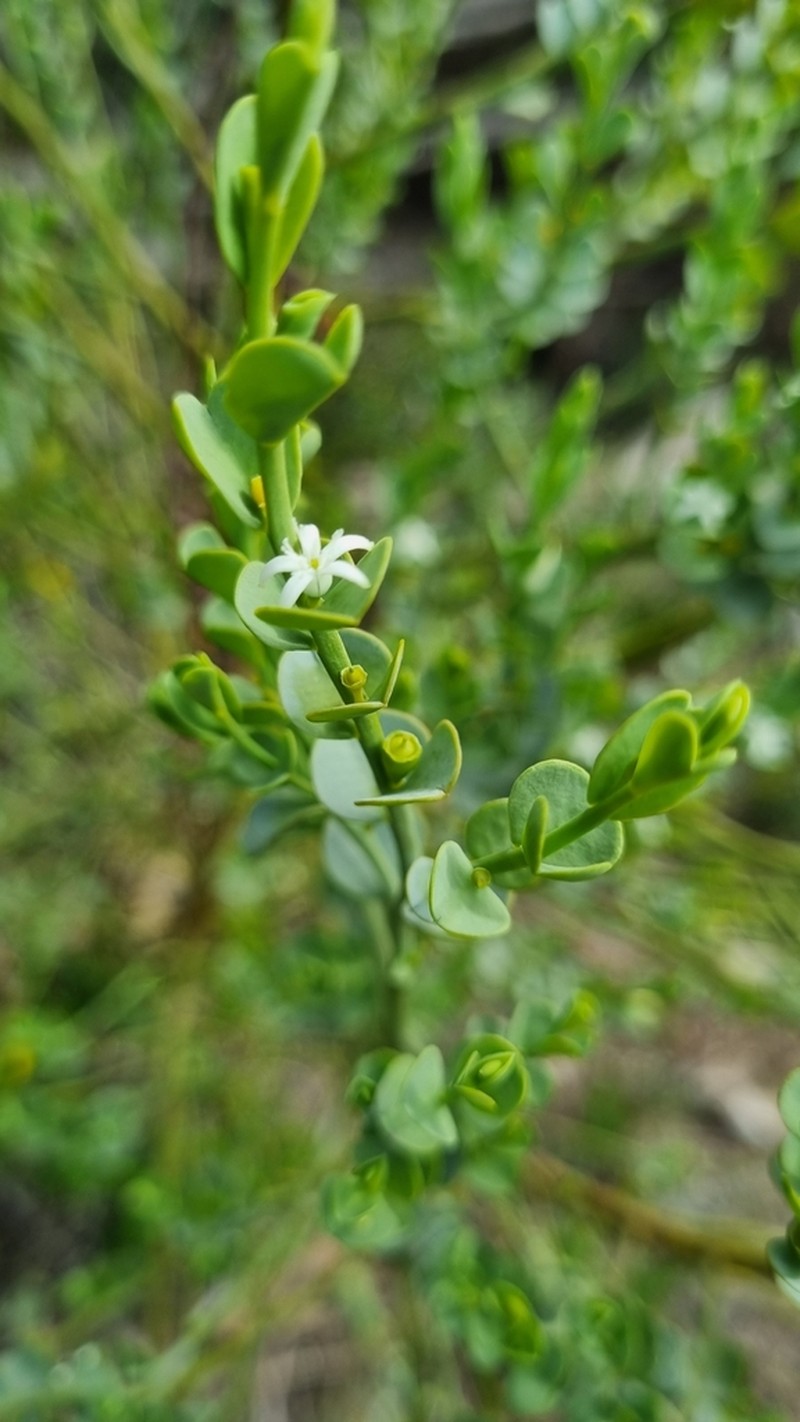 Olax obcordata photo 6