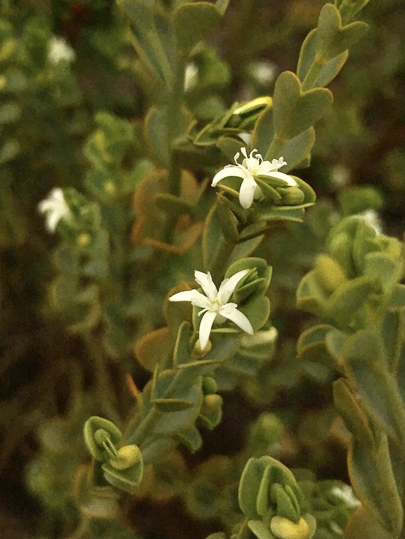 Olax obcordata photo 7