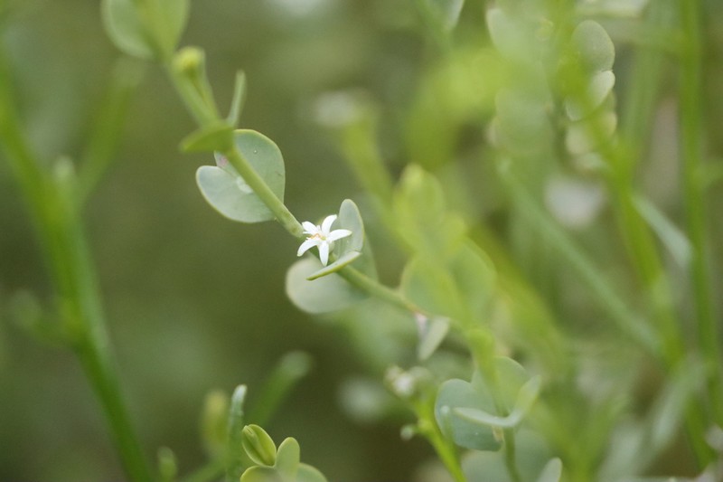Olax obcordata photo 8