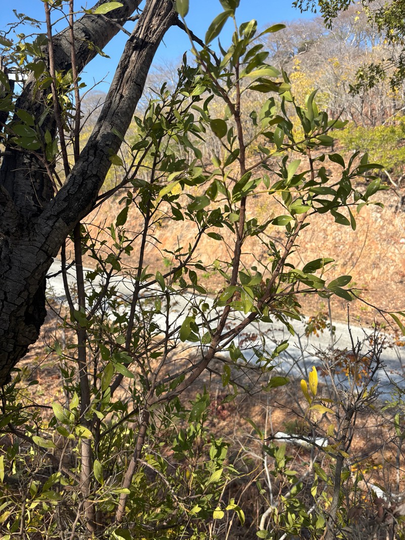 Olax obtusifolia