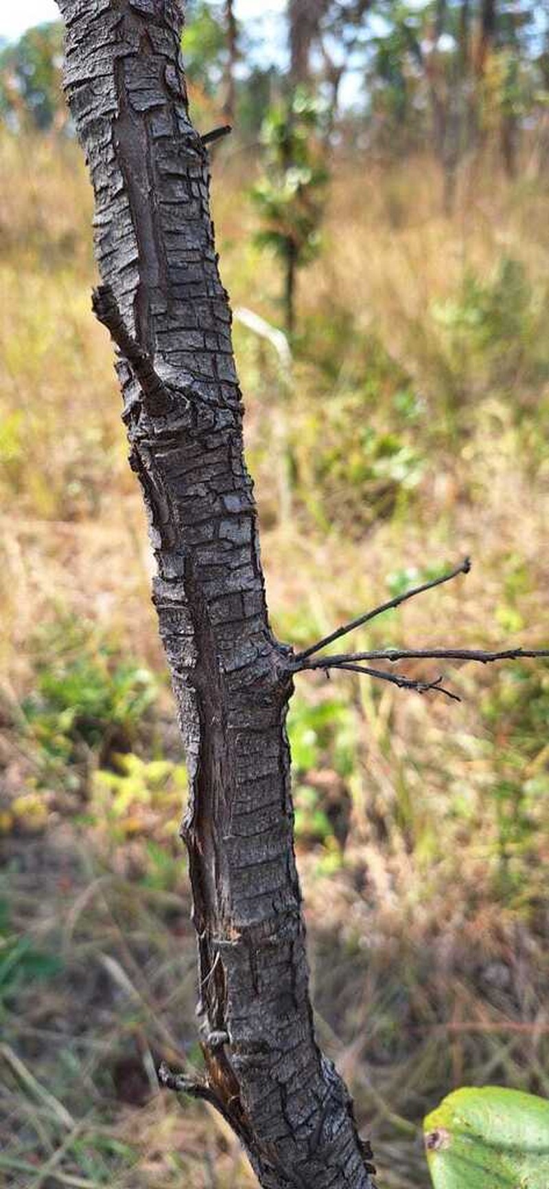 Olax obtusifolia photo 2