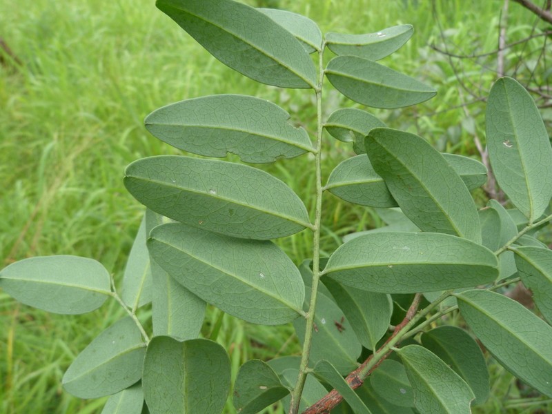 Olax obtusifolia photo 3
