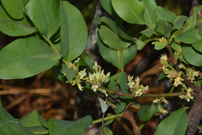 Olax obtusifolia photo 4