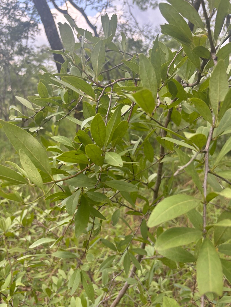 Olax obtusifolia photo 5