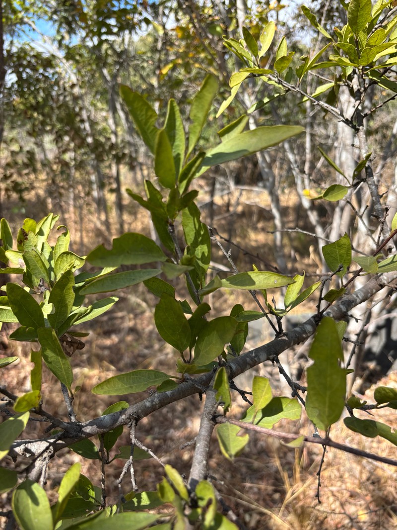 Olax obtusifolia photo 6