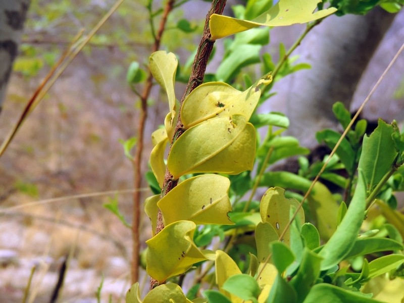 Olax obtusifolia photo 7
