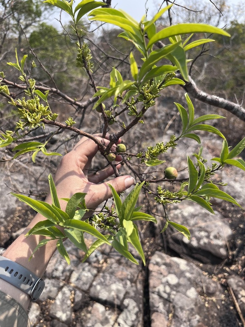 Olax obtusifolia photo 8