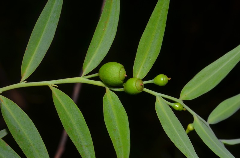 Olax pendula