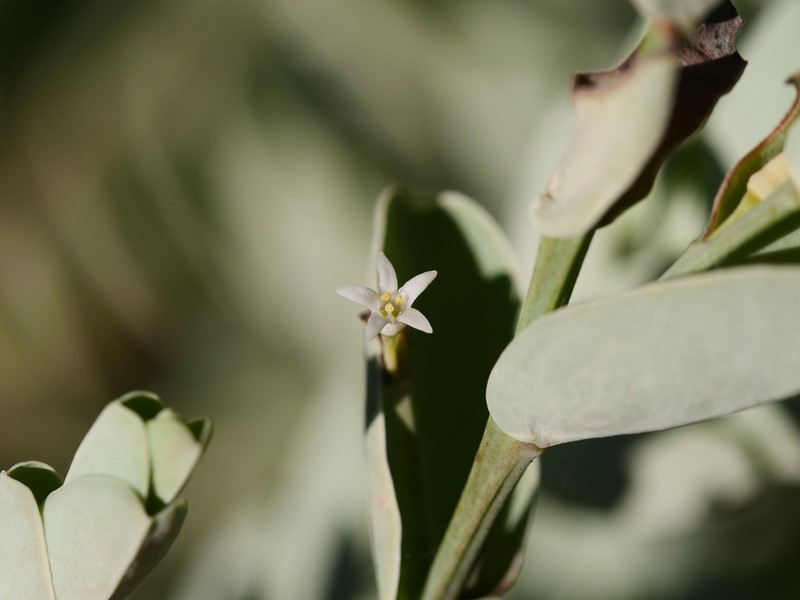 Olax phyllanthi photo 2