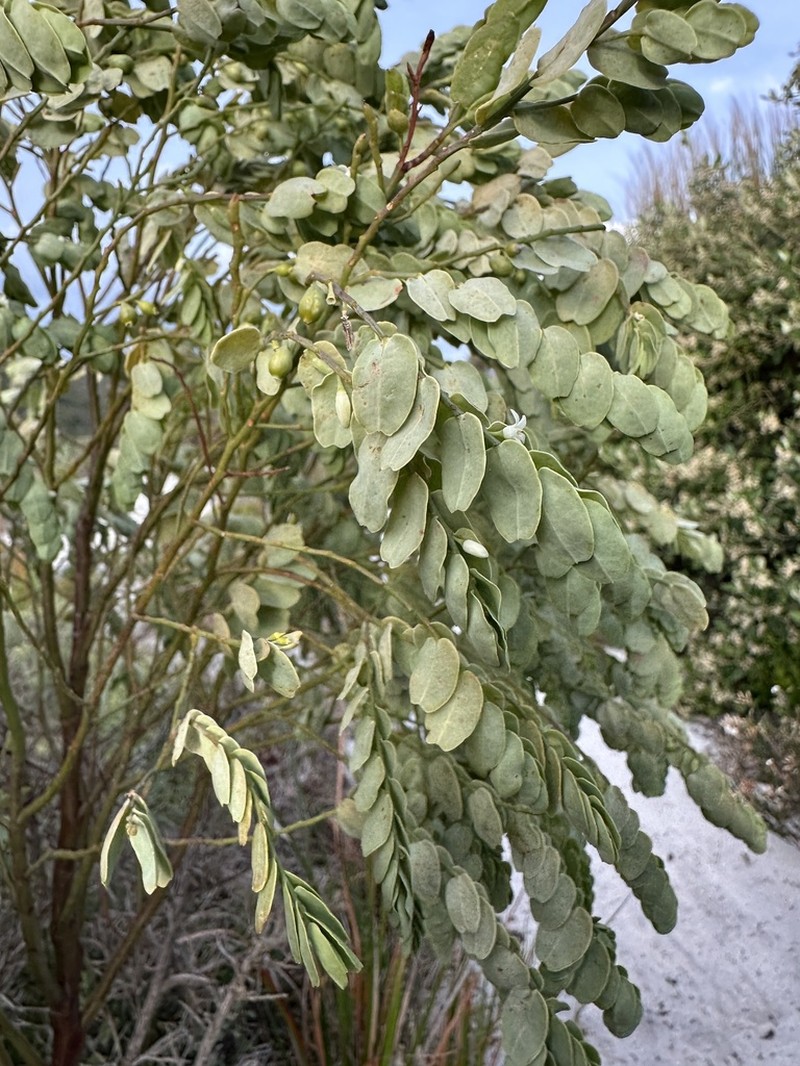 Olax phyllanthi photo 3