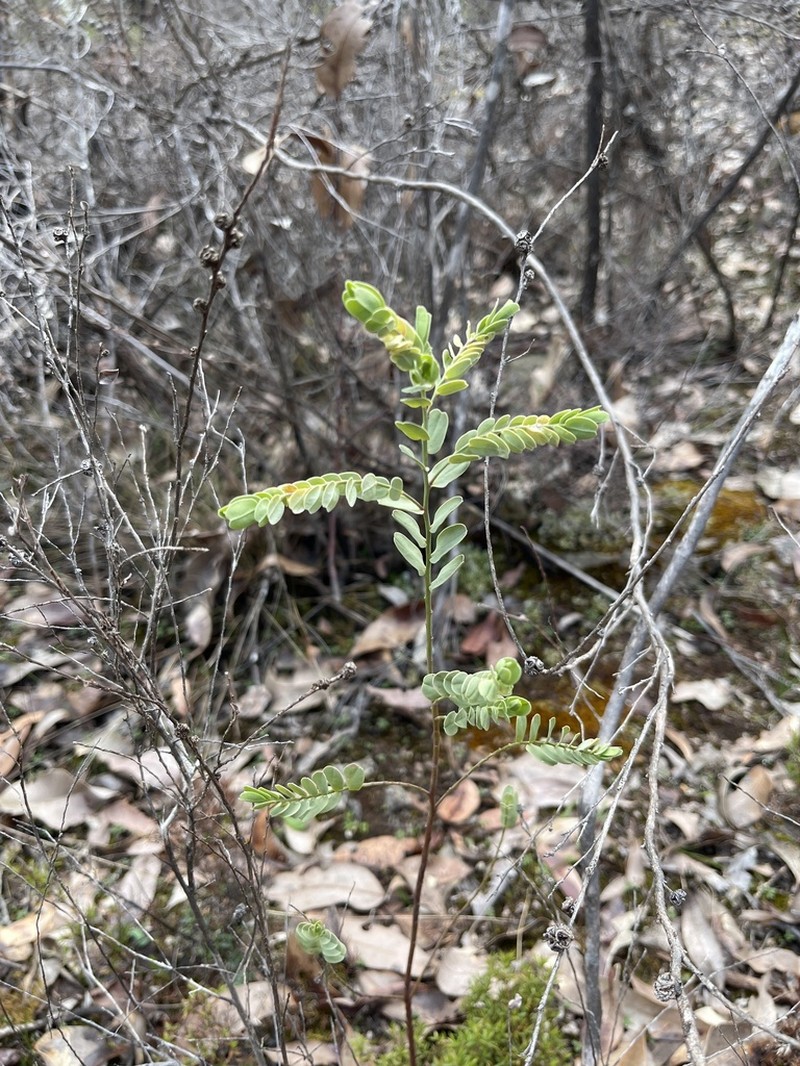 Olax phyllanthi photo 4