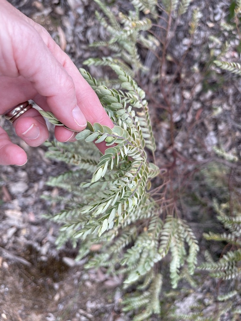 Olax phyllanthi photo 6
