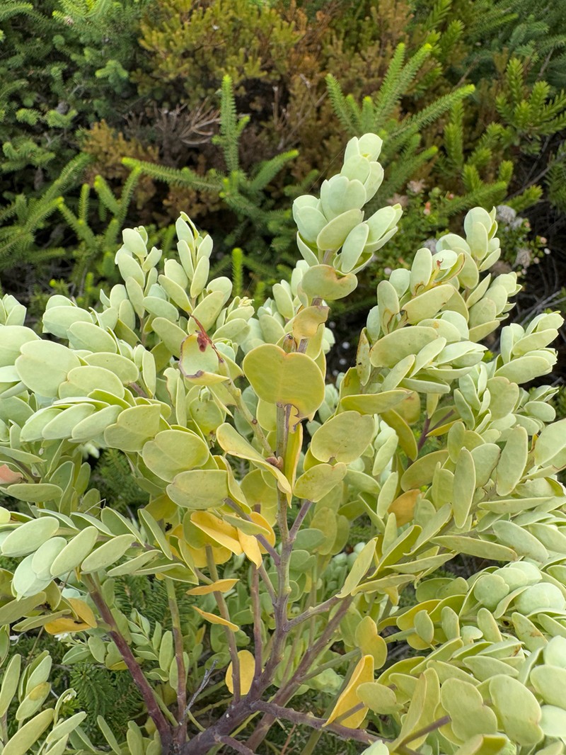 Olax phyllanthi photo 7