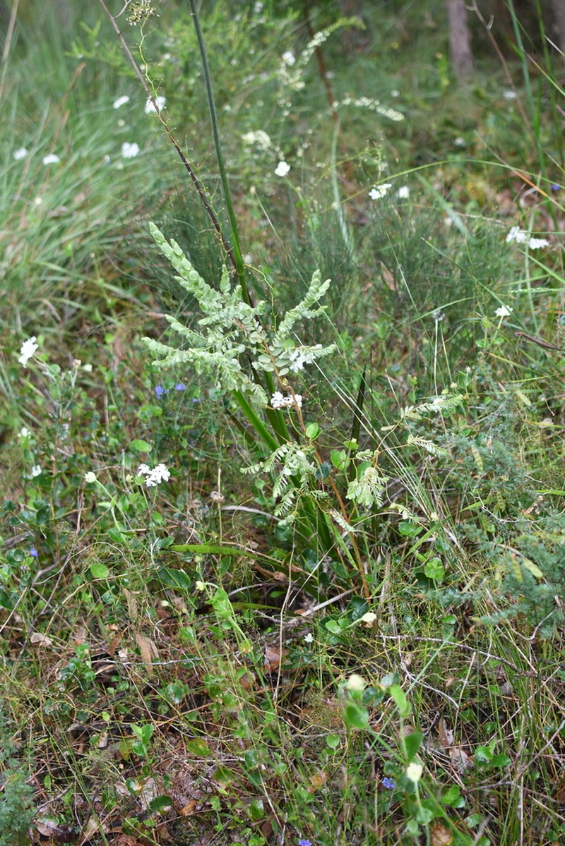 Olax phyllanthi photo 8