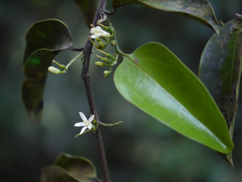 Olax psittacorum