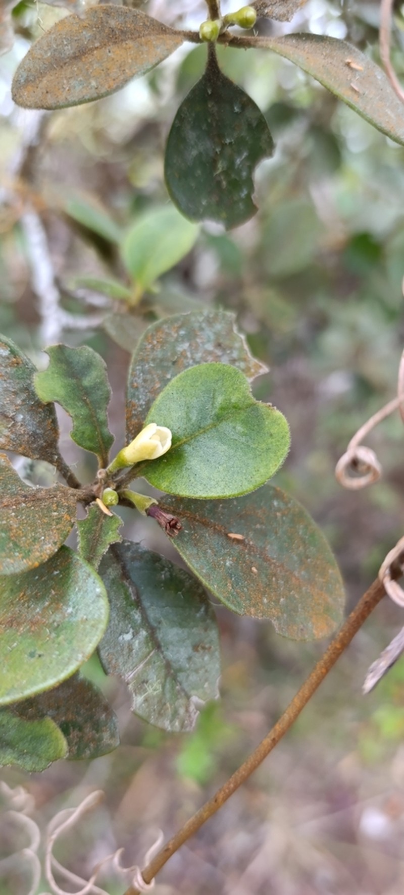 Olax psittacorum photo 2