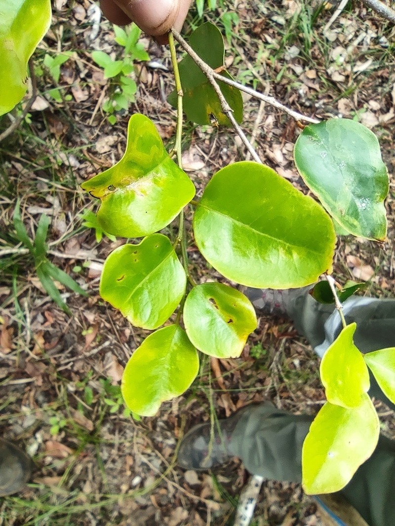 Olax psittacorum photo 3
