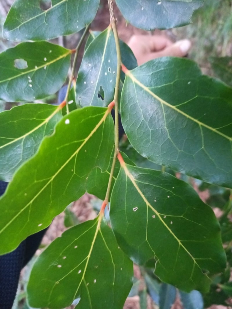 Olax psittacorum photo 5