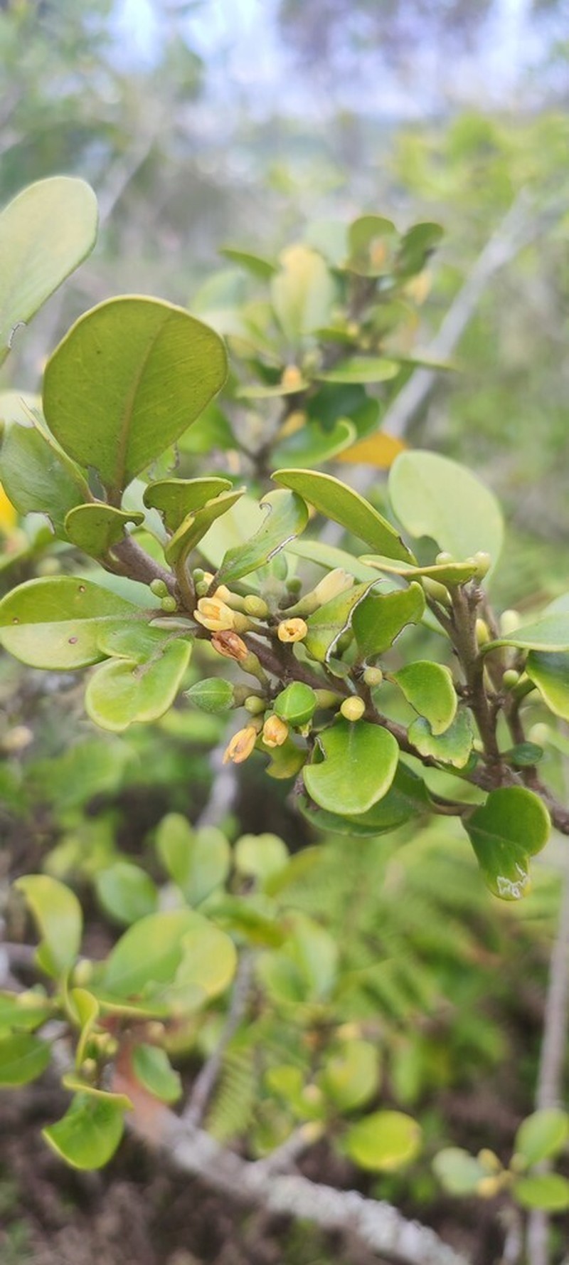 Olax psittacorum photo 6