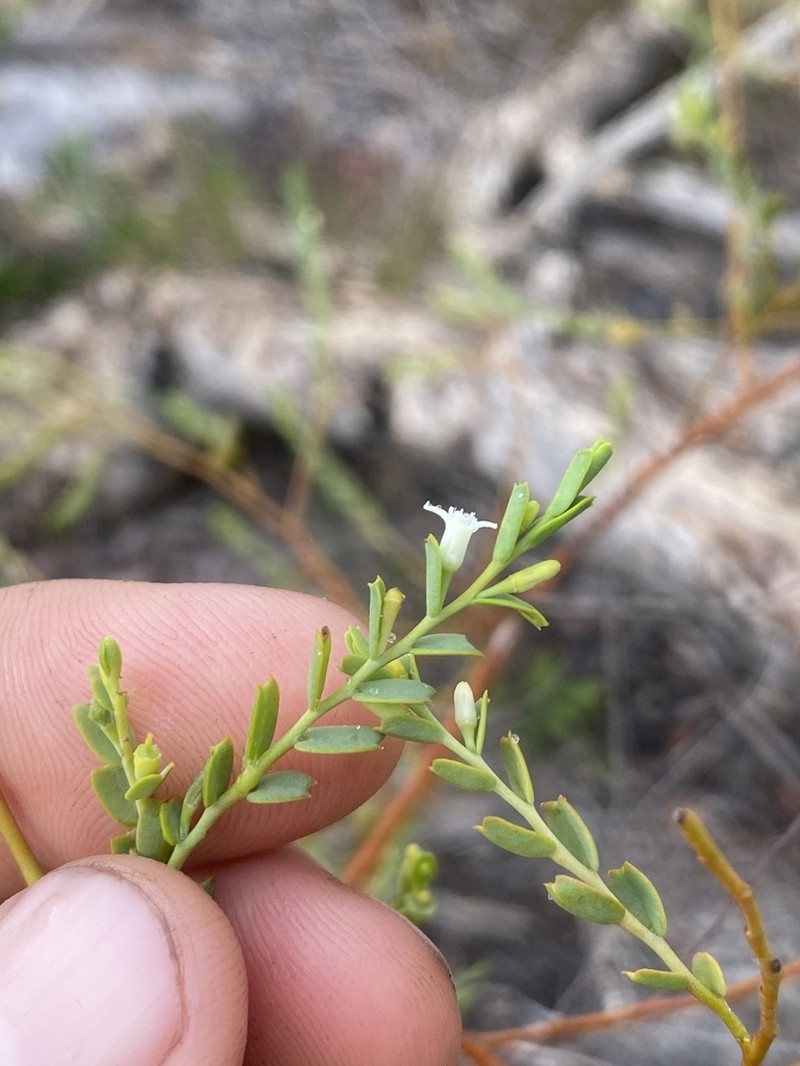 Olax retusa