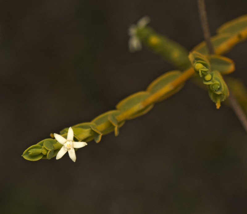 Olax retusa photo 2