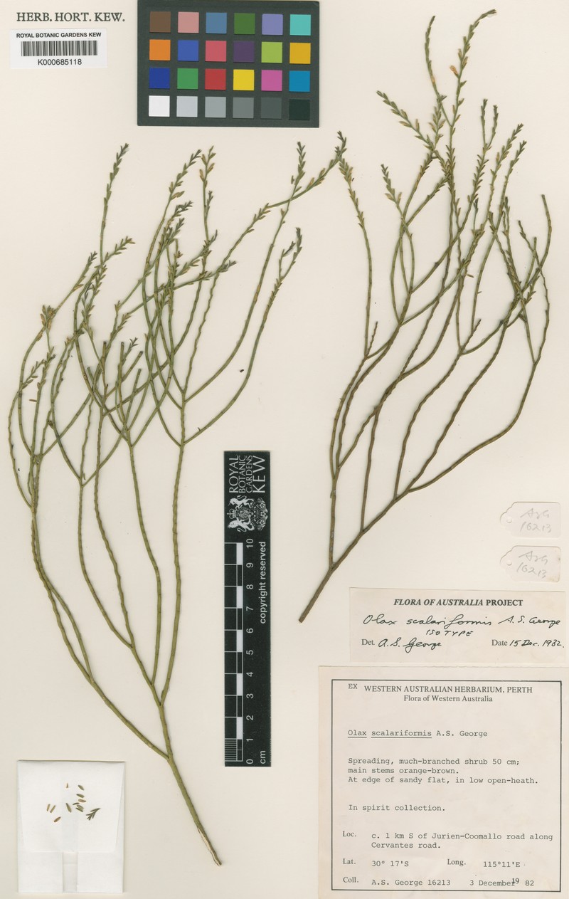 Olax scalariformis