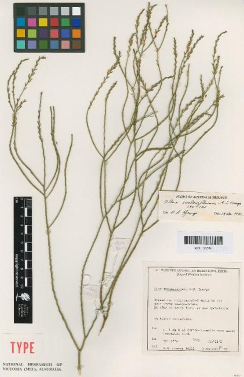Olax scalariformis photo 2
