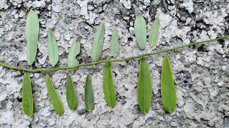 Olax scandens