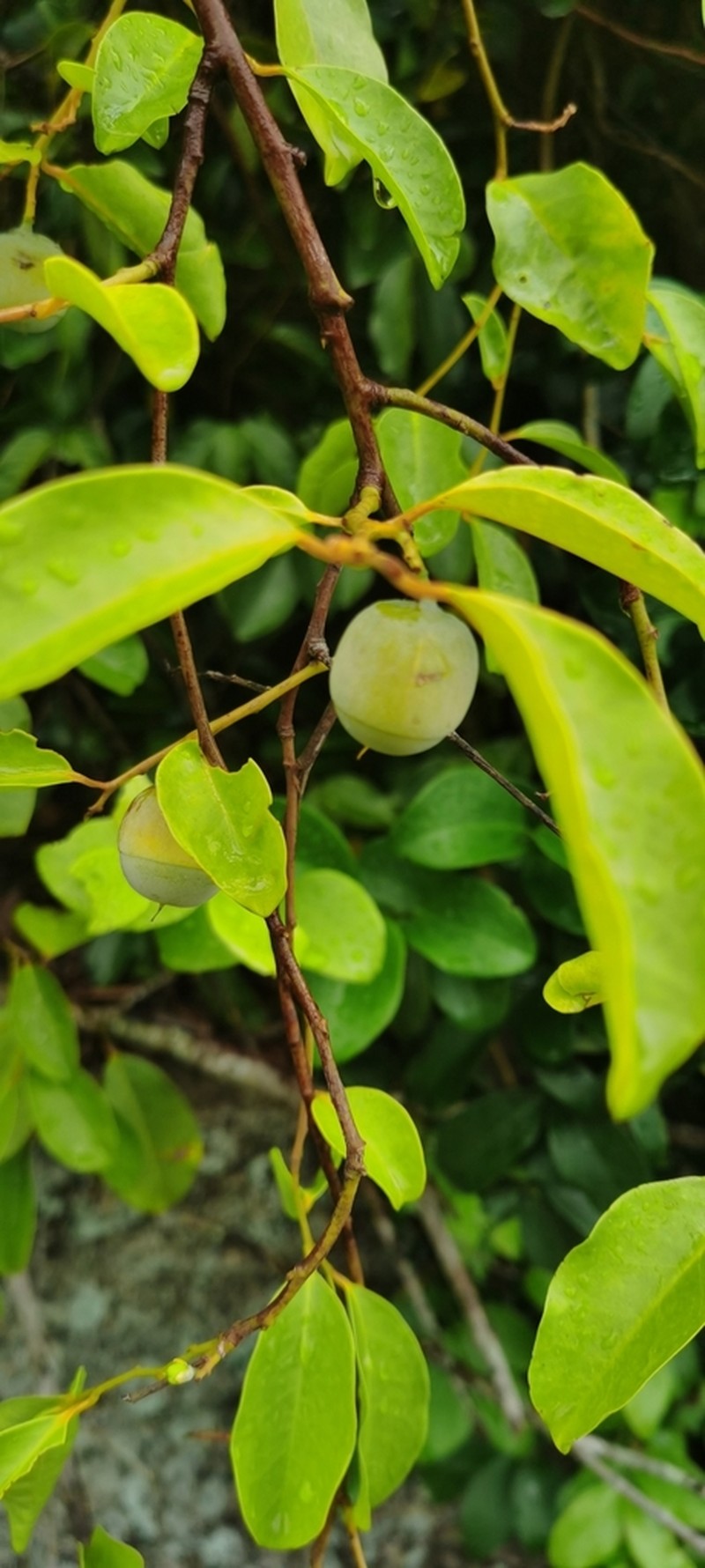 Olax scandens photo 2