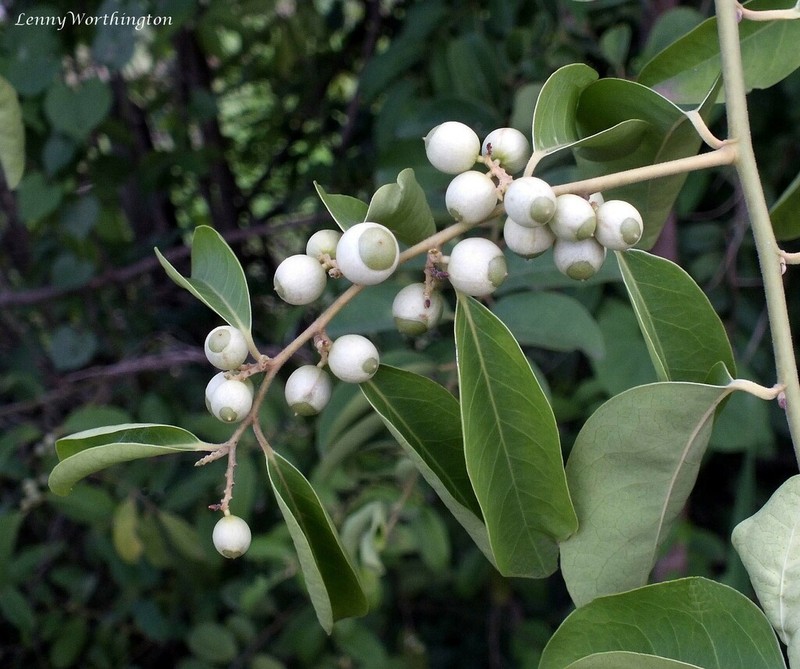 Olax scandens photo 3