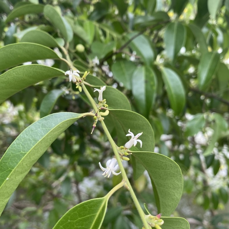 Olax scandens photo 4