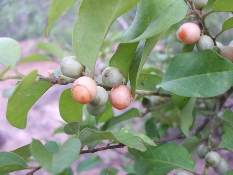 Olax scandens photo 5