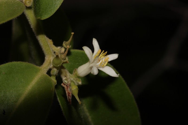 Olax scandens photo 6