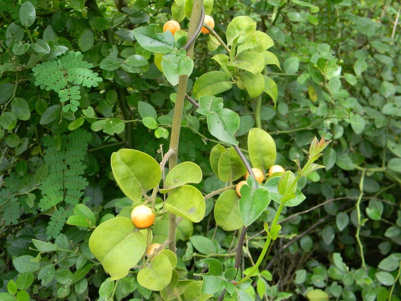 Olax scandens photo 7